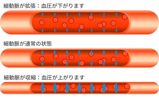 細動脈の拡張と収縮画像