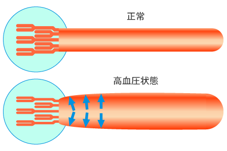 末梢血管の血圧の関係図画像