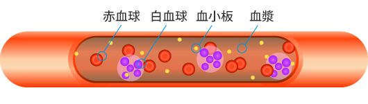 血液内図画像